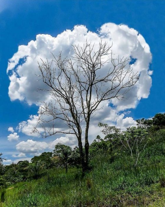 Fotos e imágenes perfectas nube algodón