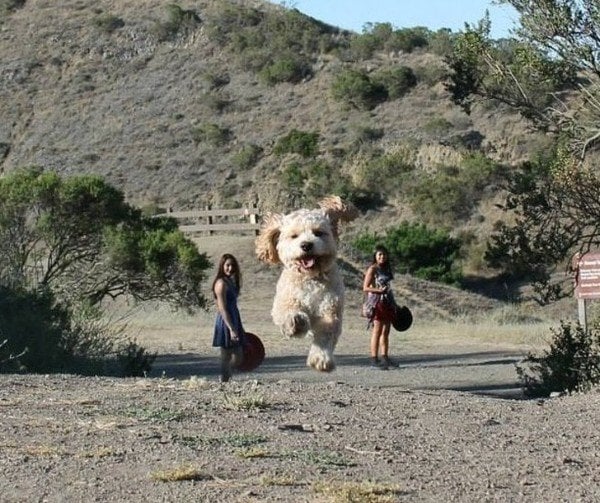 imágenes confusas divertidas perro gigante
