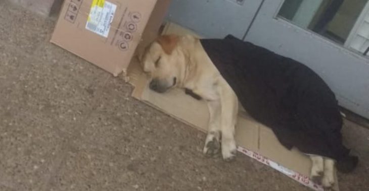 Toto, perro que sigue esperando a su dueño