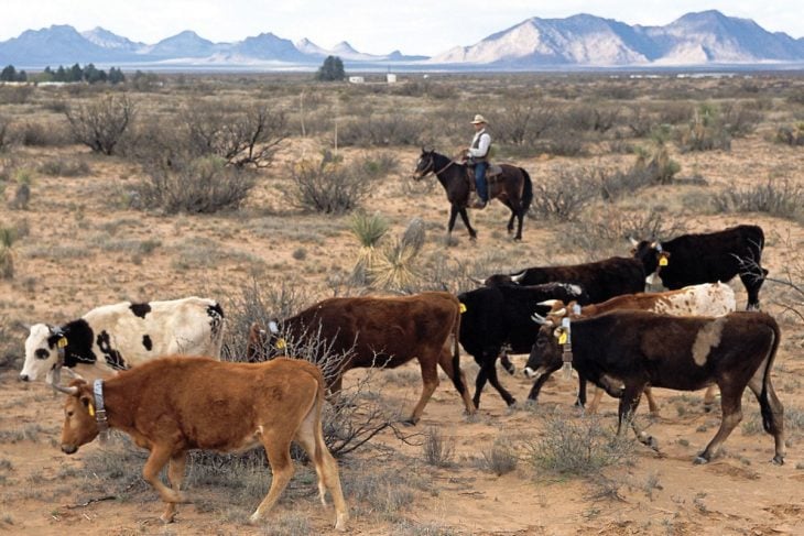 vacas mexico