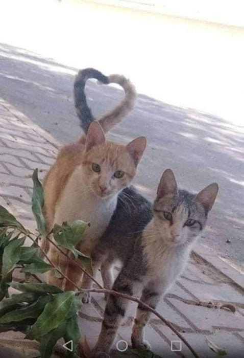 Imágenes de extrañas coincidencias colas de gato