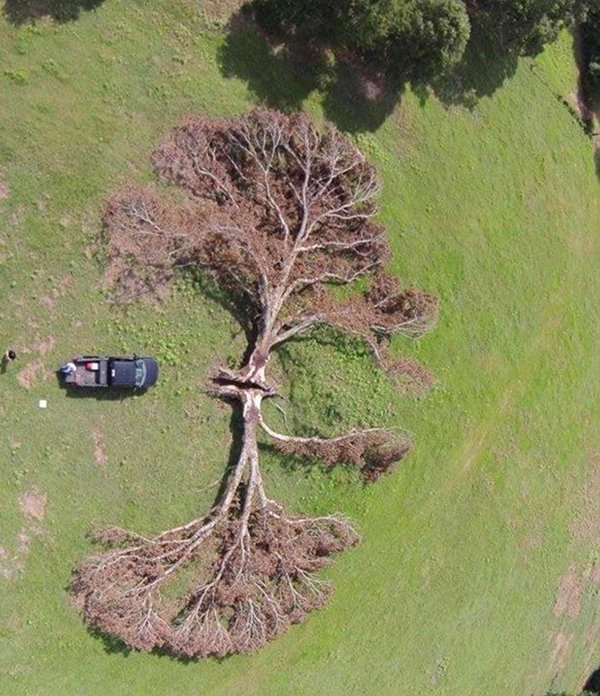 Imágenes de extrañas coincidencias árbol y rayo