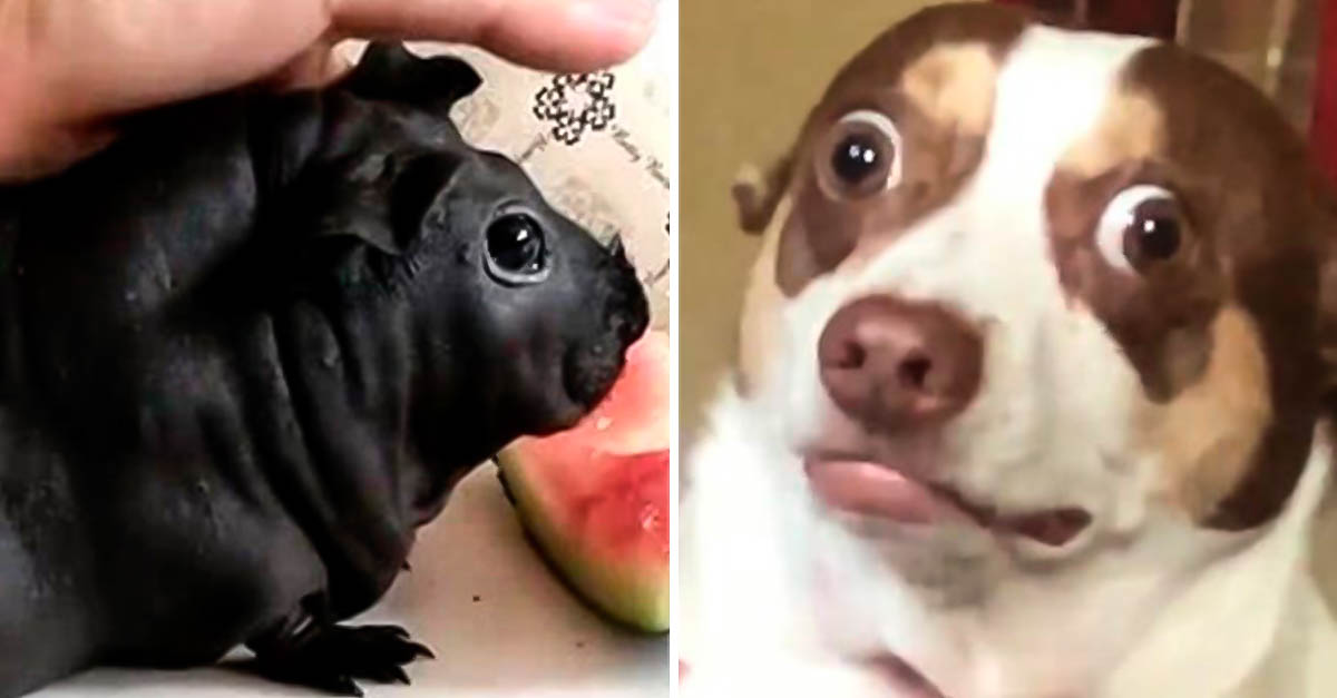 Que Pasa Si Mi Perro Muerde Una Rata Le vendieron un perro y al final resultó que era una rata