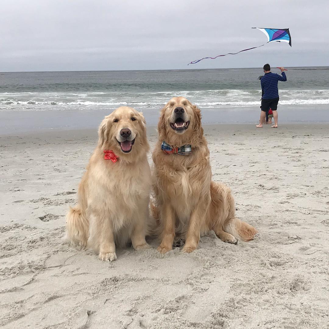 Este perrito ciego tiene una mejor amiga que lo guía