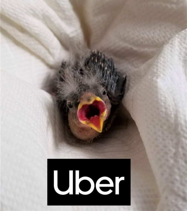 pájaro uber