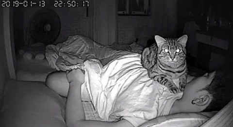 gato malvado