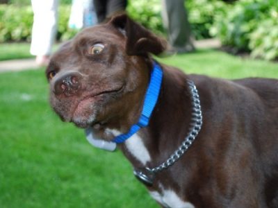 20 Perros divertidos mostrando los gestos más graciosos