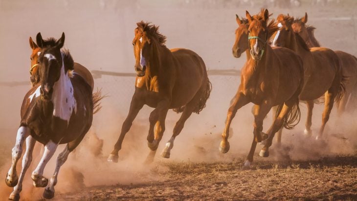 caballos corriendo