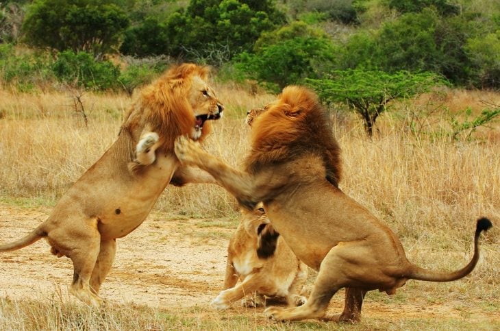 leones peleando