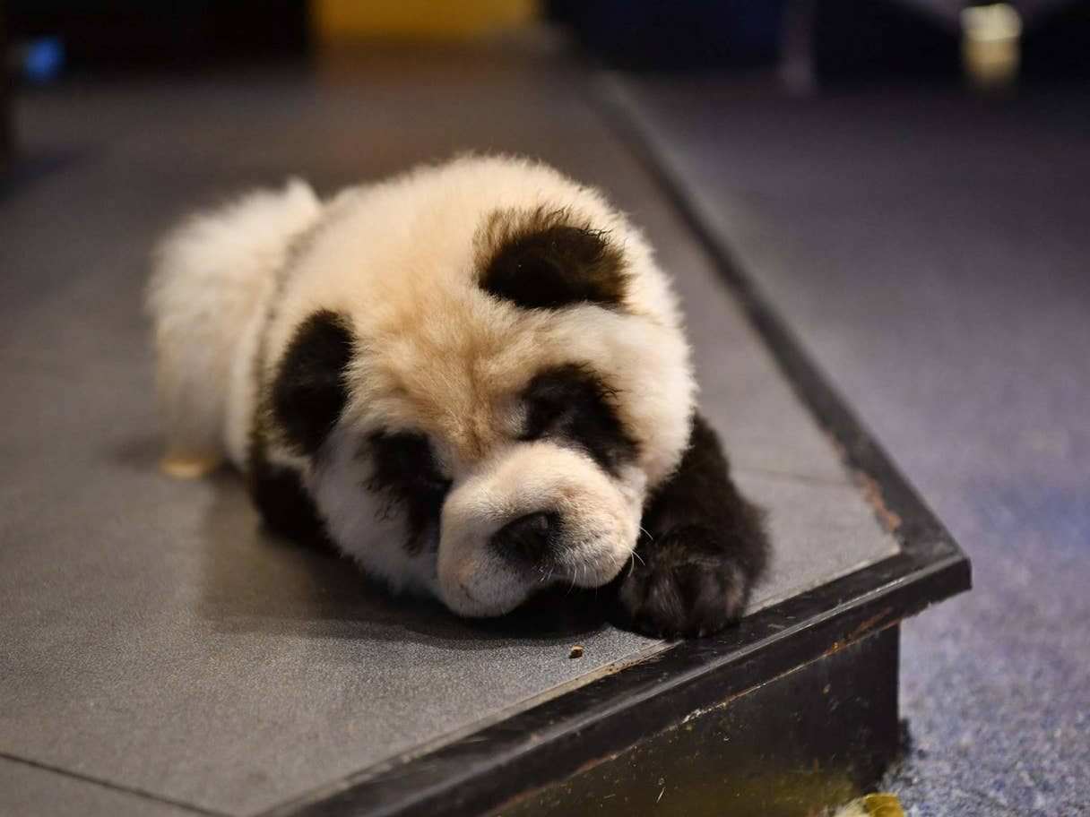 Café na China pinta cachorros como se fossem pandas e recebe críticas por  maus tratos, Mundo