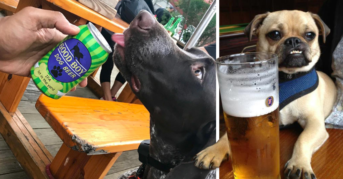 Good Boy Beer Dog, una cerveza especial para tu perro