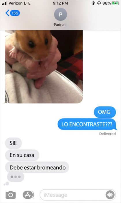 hamster perdido