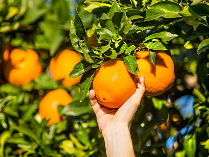 naranjas