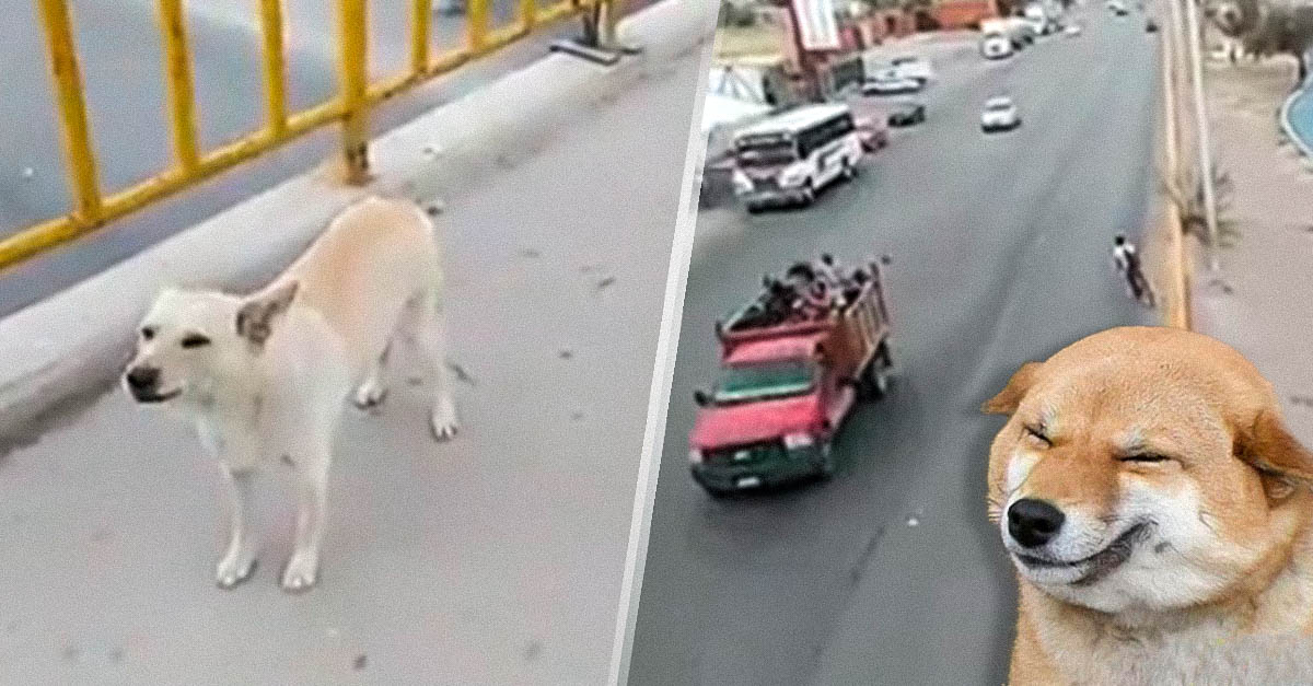 Perro cruza calle por puente peatonal y se hace viral