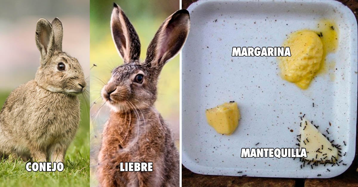 11 Cosas que parecen iguales pero son muy diferentes