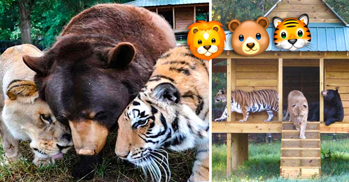 Pasa la cuarentena con un oso o tigre en casa gracias a Google