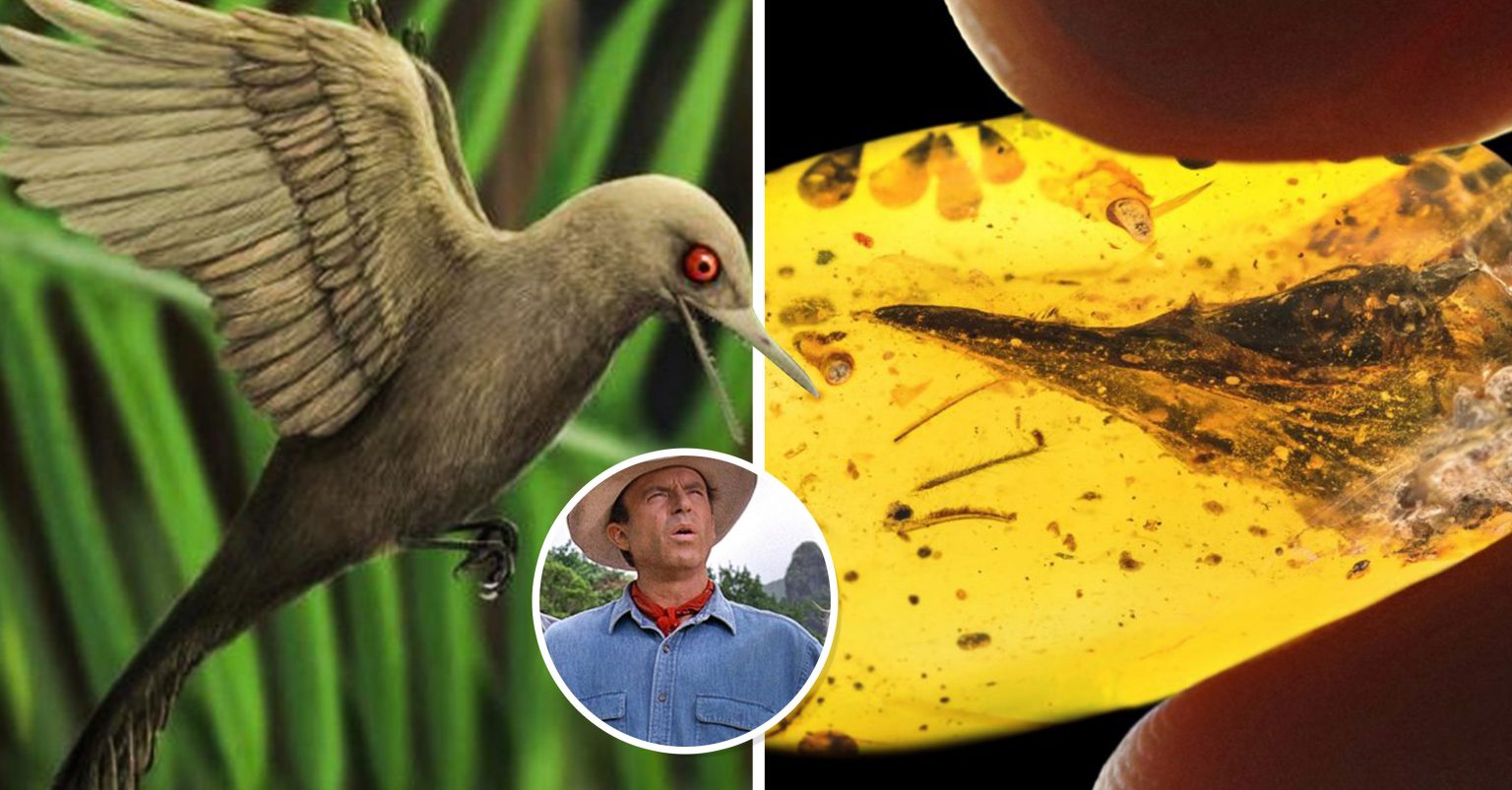 Descubren Estos Restos De Nueva Especie De Dinosaurio Descubren Estos Restos De Nueva Especie De Dinosaurio