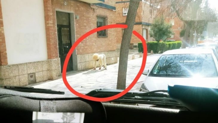 hombre vestido de perro