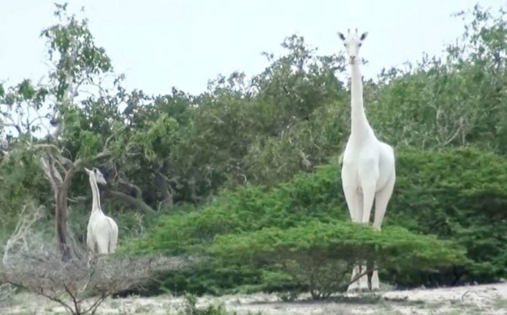 jirafa blanca