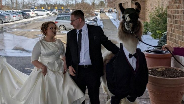 llama en boda de hermana