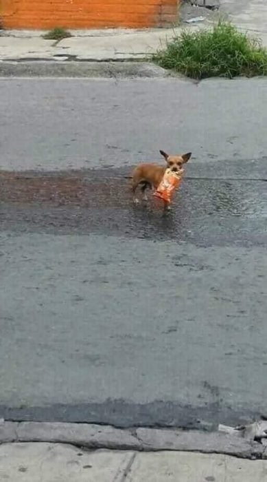 perrito va a la tienda