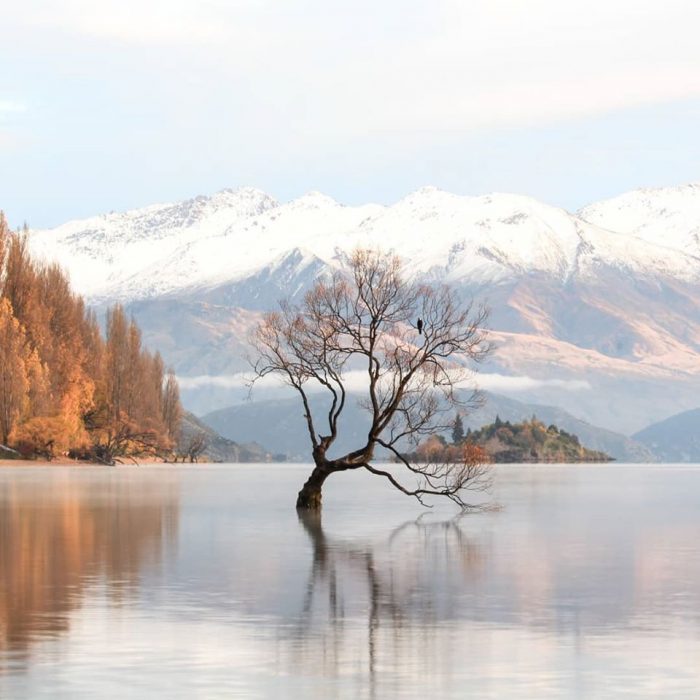 wanaka tree