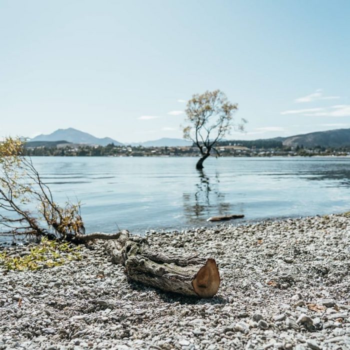 wanaka tree4