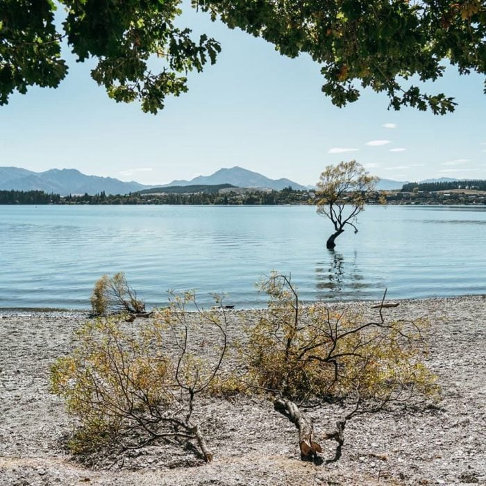 wanaka tree4