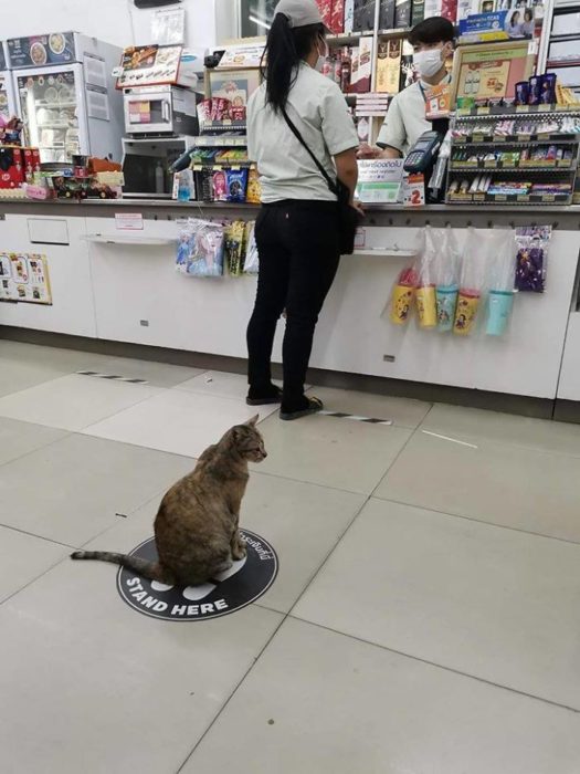 animales sana distancia