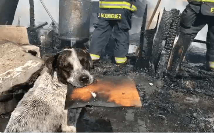 Perrito sin casa