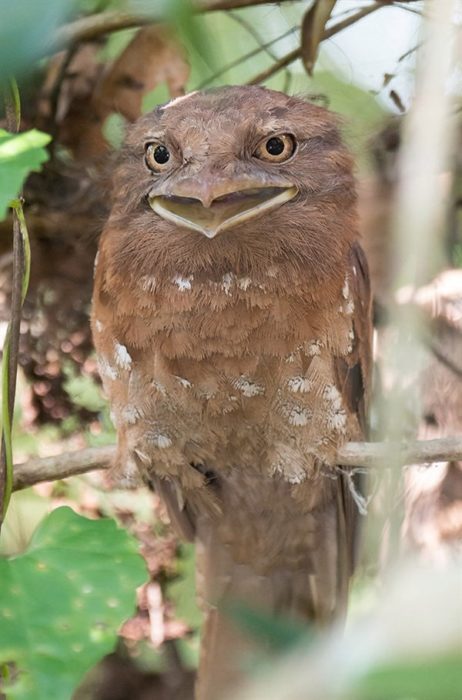 animales fantásticos