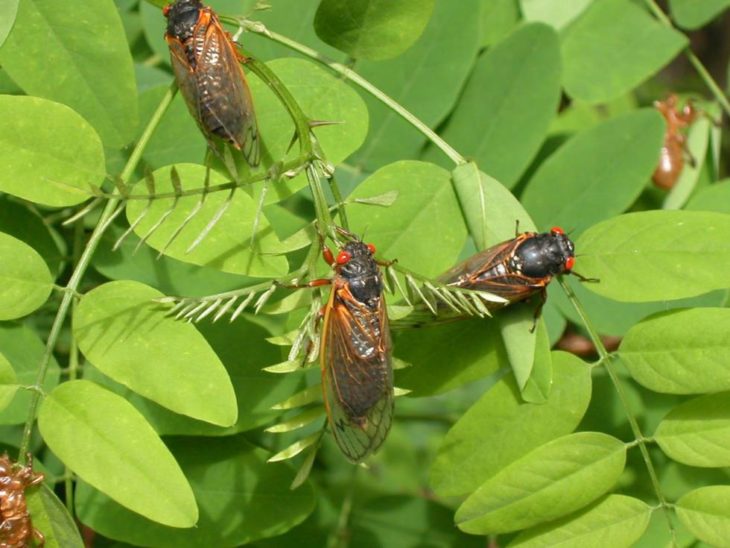 cigarras