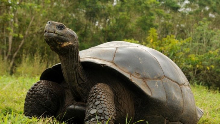 Tortuga de Galápagos