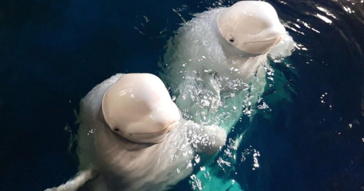 belugas liberadas