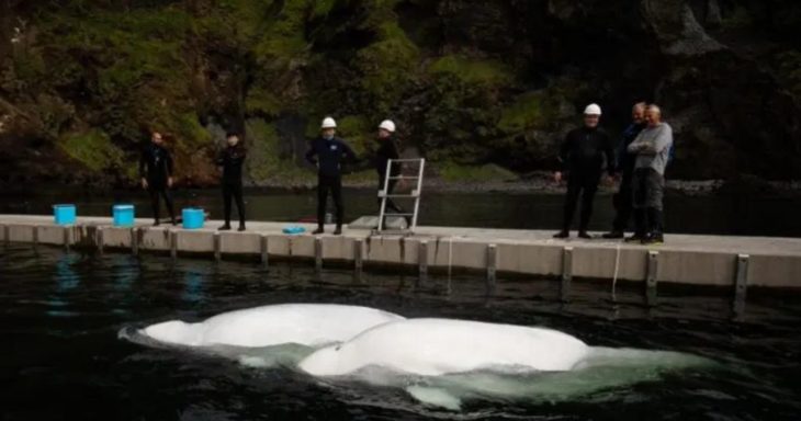 belugas liberadas