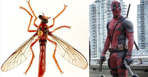 Marvel Insects 5 Nuevos insectos con nombre de personajes de Marvel