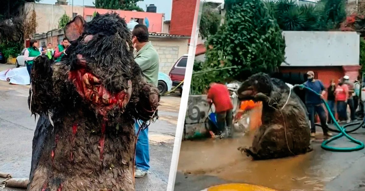 Descubren una rata gigante en drenaje de México y se hace viral en redes