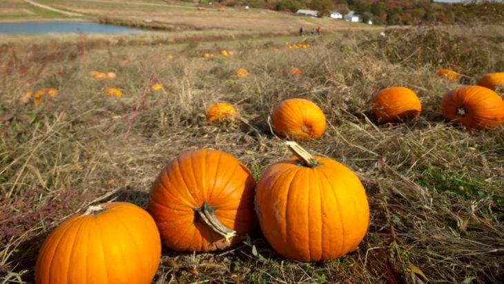 calabazas