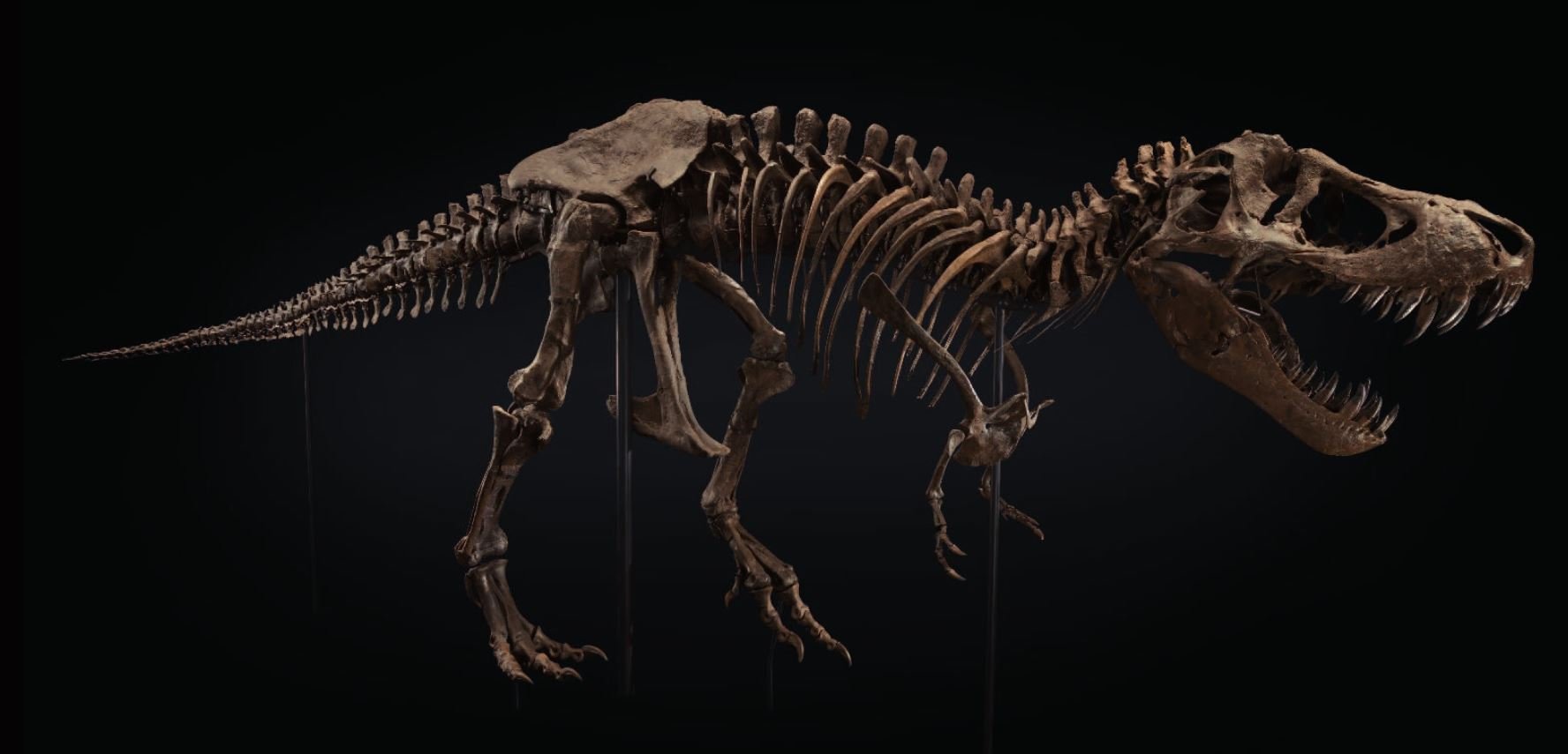 Esqueleto de  T  Rex  ser  subastado en 8 millones de  d lares