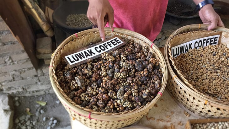 Kopi Luwak