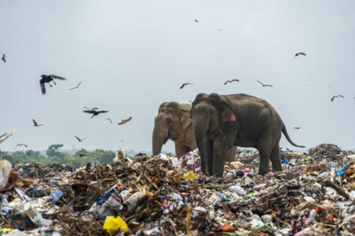 elefantes contaminación