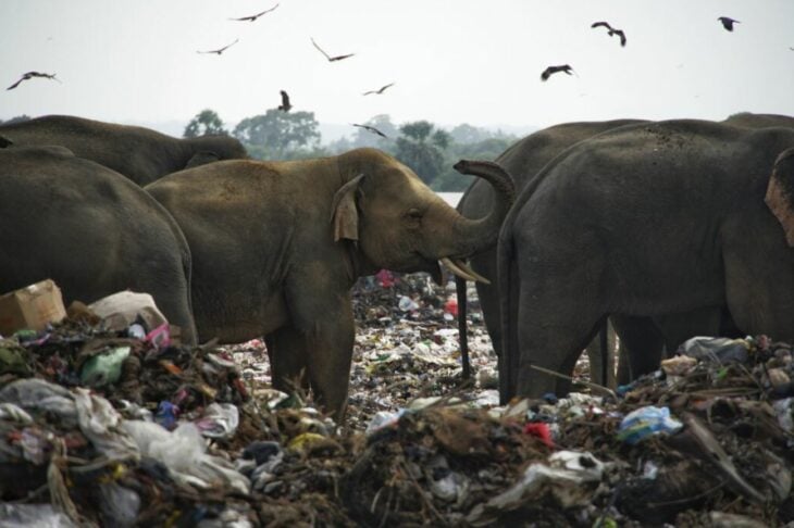 elefantes contaminación