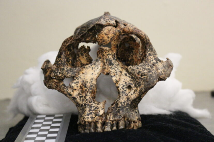 Paranthropus robustus