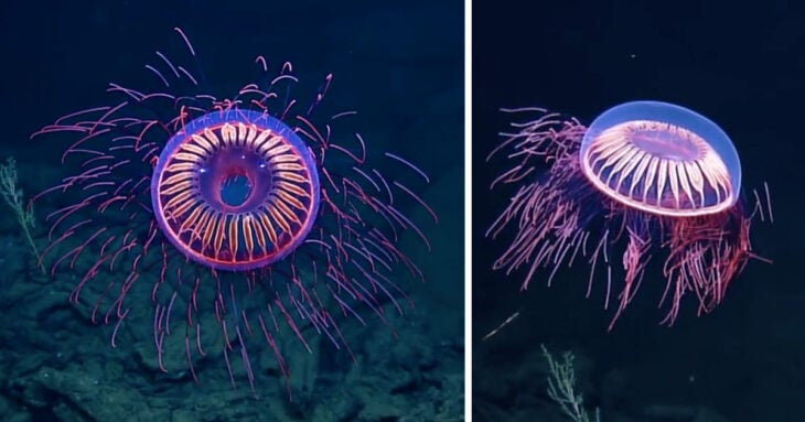 medusas de agua profunda