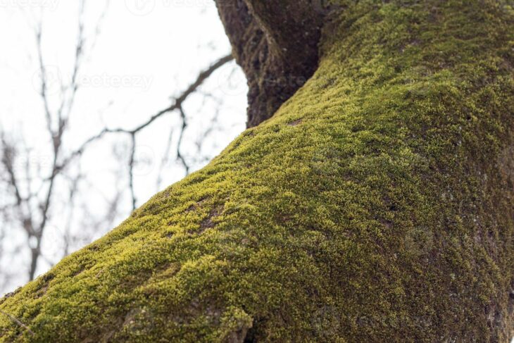 musgo en arbol