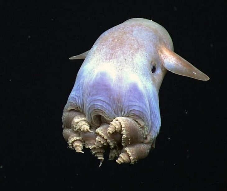 pulpo dumbo