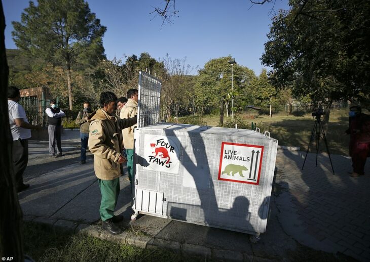 trabajadores sacando osos