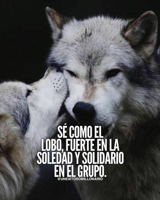 frases lobos