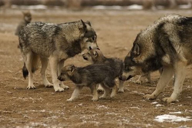lobos familia