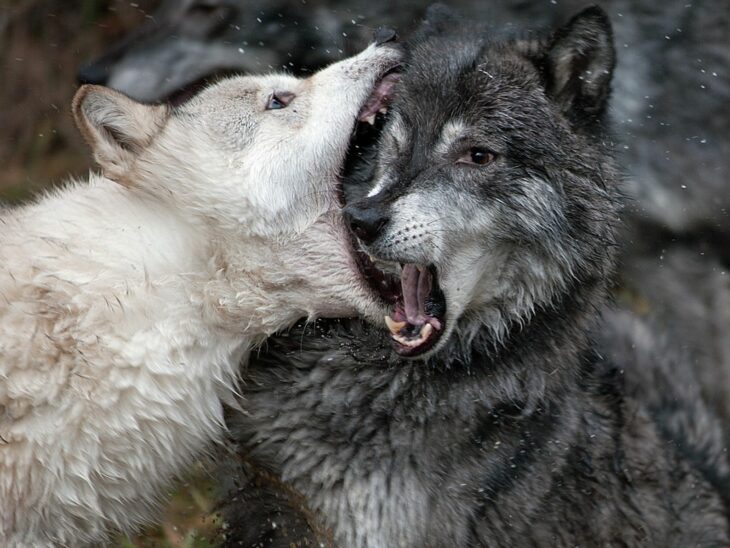 lobos peleando